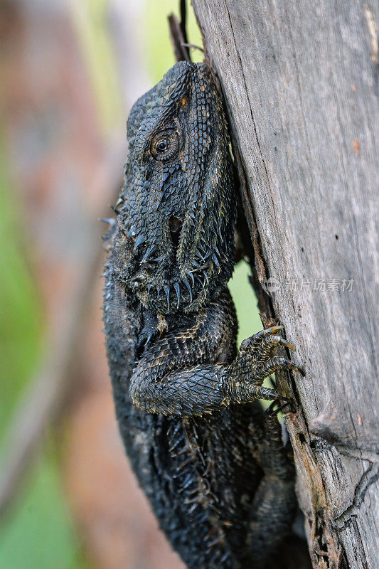 东方胡须龙(Pogona barbata)